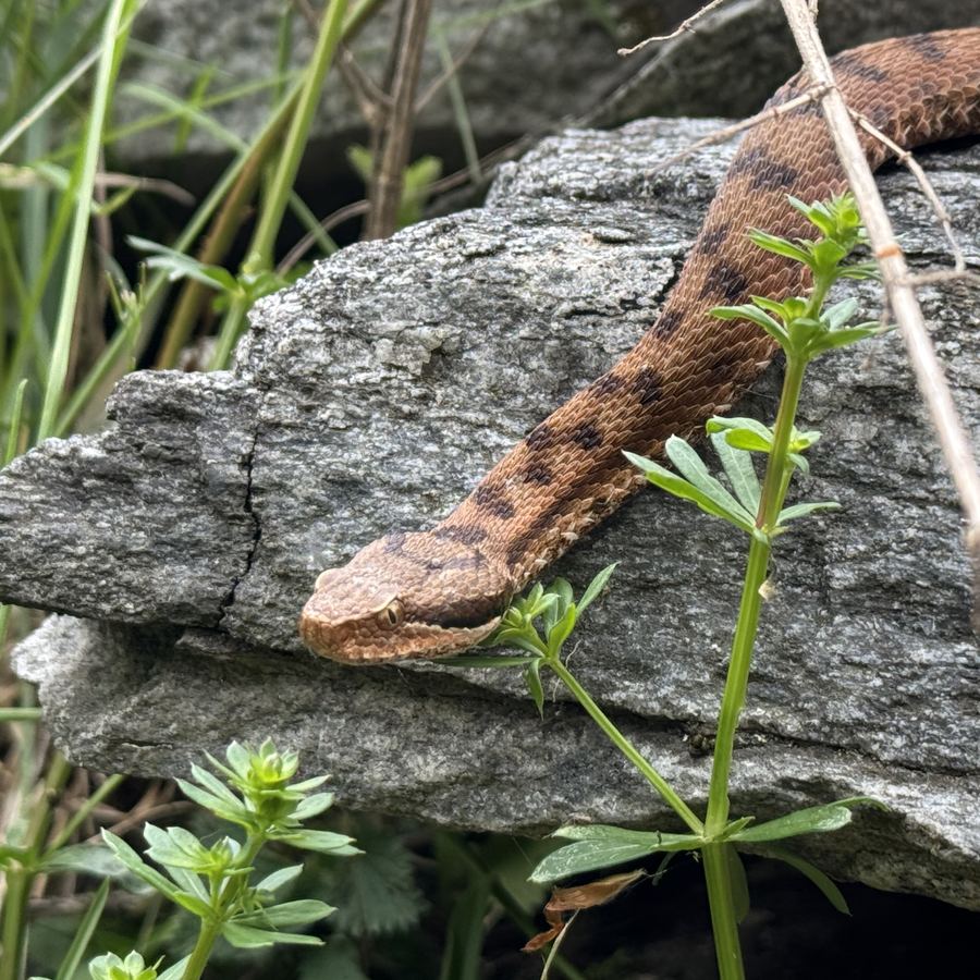 Aspisviper auf einem Felsen