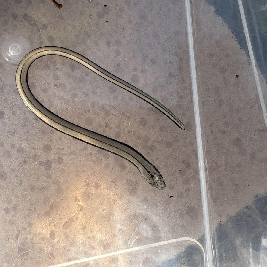 Blindschleiche in einer Box