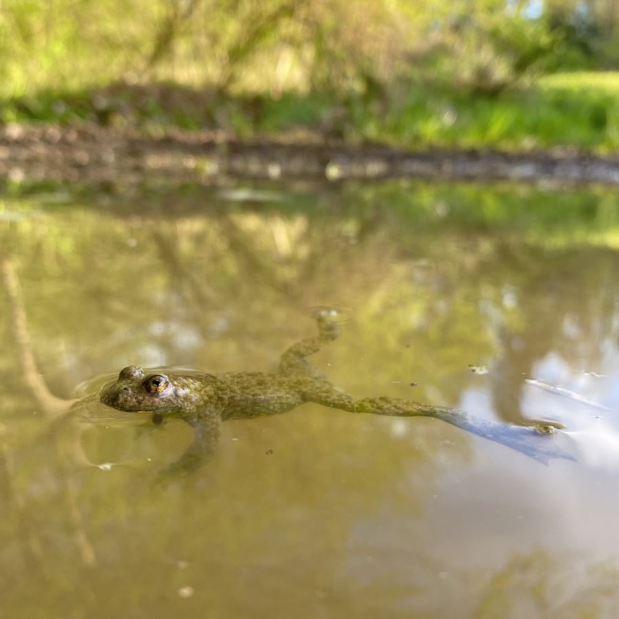 Gelbbauchunke in einem Kleingewässer