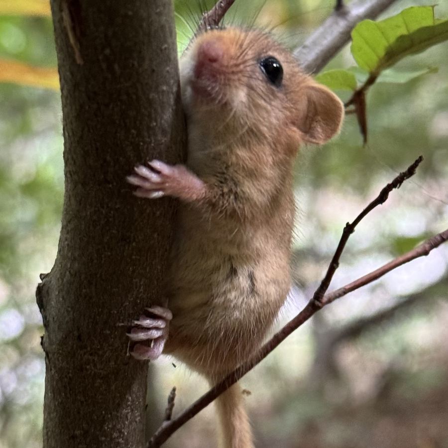 Haselmaus an einem Ast