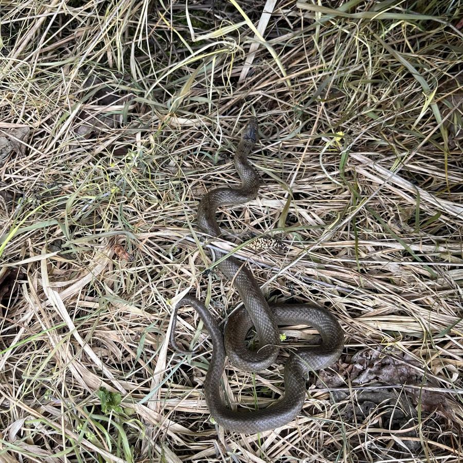 Schlingnatter im trockenen Gras